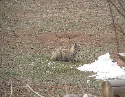 Rocky Mountain Dubois
